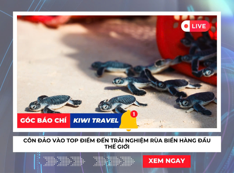 Côn Đảo vào top điểm đến trải nghiệm rùa biển hàng đầu thế giới